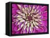 Chrysanthemum Flower-Adam Jones-Framed Stretched Canvas