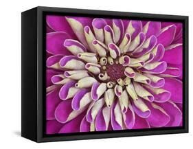 Chrysanthemum Flower-Adam Jones-Framed Stretched Canvas