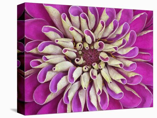 Chrysanthemum Flower-Adam Jones-Stretched Canvas