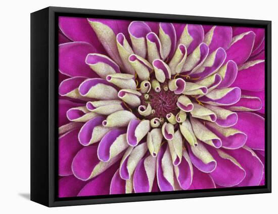 Chrysanthemum Flower-Adam Jones-Framed Stretched Canvas