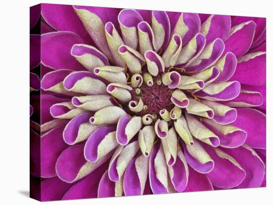 Chrysanthemum Flower-Adam Jones-Stretched Canvas