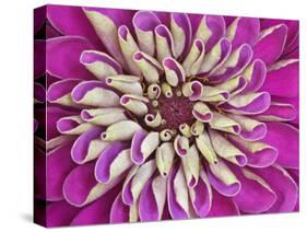 Chrysanthemum Flower-Adam Jones-Stretched Canvas