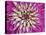 Chrysanthemum Flower-Adam Jones-Stretched Canvas