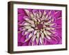 Chrysanthemum Flower-Adam Jones-Framed Premium Photographic Print