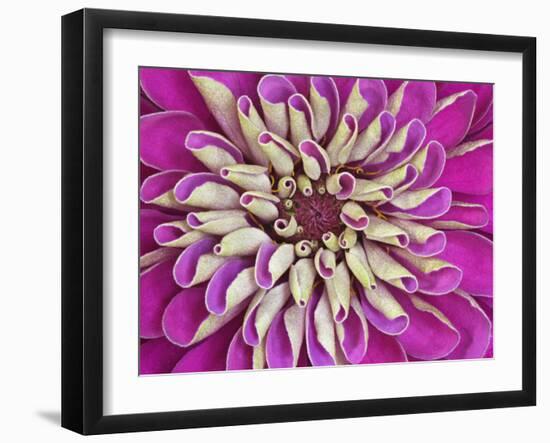 Chrysanthemum Flower-Adam Jones-Framed Premium Photographic Print