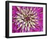 Chrysanthemum Flower-Adam Jones-Framed Premium Photographic Print
