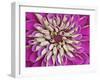 Chrysanthemum Flower-Adam Jones-Framed Premium Photographic Print