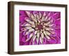 Chrysanthemum Flower-Adam Jones-Framed Photographic Print