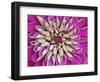 Chrysanthemum Flower-Adam Jones-Framed Photographic Print