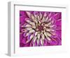 Chrysanthemum Flower-Adam Jones-Framed Photographic Print