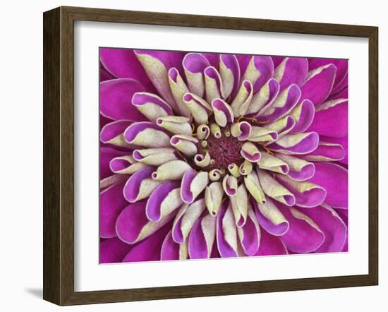 Chrysanthemum Flower-Adam Jones-Framed Photographic Print