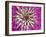 Chrysanthemum Flower-Adam Jones-Framed Photographic Print