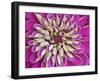 Chrysanthemum Flower-Adam Jones-Framed Photographic Print