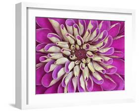 Chrysanthemum Flower-Adam Jones-Framed Photographic Print