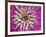 Chrysanthemum Flower-Adam Jones-Framed Photographic Print