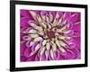 Chrysanthemum Flower-Adam Jones-Framed Photographic Print