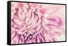 Chrysanthemum Flower-SweetCrisis-Framed Stretched Canvas