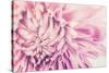 Chrysanthemum Flower-SweetCrisis-Stretched Canvas