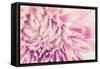 Chrysanthemum Flower-SweetCrisis-Framed Stretched Canvas