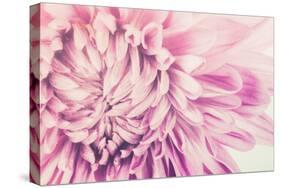 Chrysanthemum Flower-SweetCrisis-Stretched Canvas