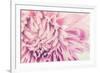 Chrysanthemum Flower-SweetCrisis-Framed Photographic Print
