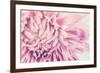 Chrysanthemum Flower-SweetCrisis-Framed Photographic Print