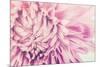Chrysanthemum Flower-SweetCrisis-Mounted Photographic Print