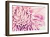 Chrysanthemum Flower-SweetCrisis-Framed Photographic Print