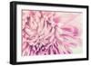 Chrysanthemum Flower-SweetCrisis-Framed Photographic Print