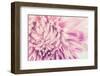 Chrysanthemum Flower-SweetCrisis-Framed Photographic Print