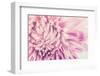 Chrysanthemum Flower-SweetCrisis-Framed Photographic Print