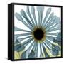 Chrysanthemum H68-Albert Koetsier-Framed Stretched Canvas