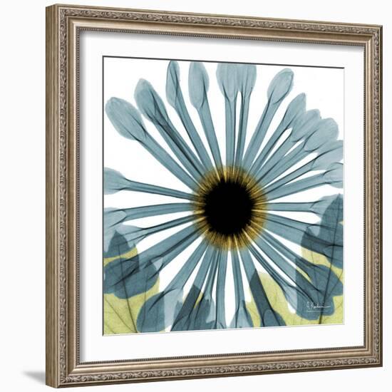 Chrysanthemum H68-Albert Koetsier-Framed Premium Giclee Print