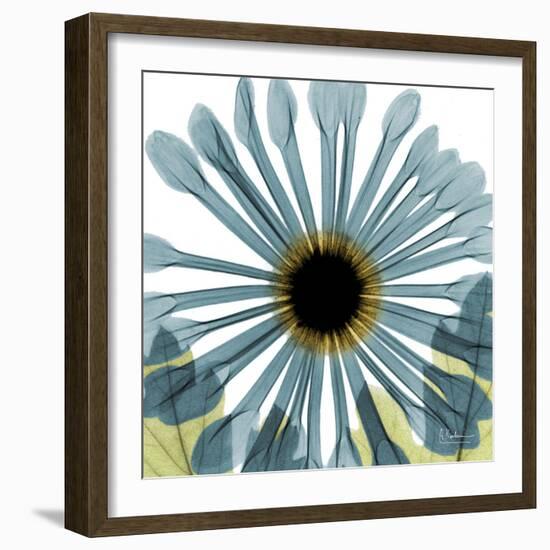 Chrysanthemum H68-Albert Koetsier-Framed Premium Giclee Print