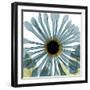 Chrysanthemum H68-Albert Koetsier-Framed Premium Giclee Print