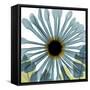 Chrysanthemum H68-Albert Koetsier-Framed Stretched Canvas