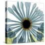 Chrysanthemum H68-Albert Koetsier-Stretched Canvas