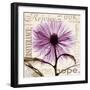 Chrysanthemum Hope-Albert Koetsier-Framed Premium Giclee Print