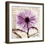 Chrysanthemum Hope-Albert Koetsier-Framed Premium Giclee Print