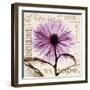 Chrysanthemum Hope-Albert Koetsier-Framed Art Print