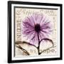 Chrysanthemum Hope-Albert Koetsier-Framed Art Print