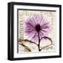 Chrysanthemum Hope-Albert Koetsier-Framed Art Print