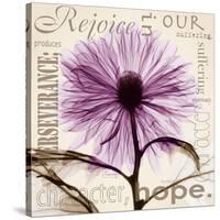 Chrysanthemum Hope-Albert Koetsier-Stretched Canvas