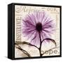Chrysanthemum Hope-Albert Koetsier-Framed Stretched Canvas