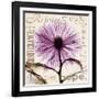 Chrysanthemum Hope-Albert Koetsier-Framed Art Print