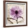 Chrysanthemum Hope-Albert Koetsier-Framed Art Print