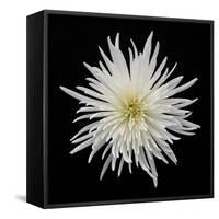 Chrysanthemum I-Jim Christensen-Framed Stretched Canvas