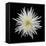 Chrysanthemum I-Jim Christensen-Framed Stretched Canvas