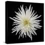 Chrysanthemum I-Jim Christensen-Stretched Canvas