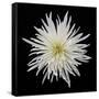 Chrysanthemum I-Jim Christensen-Framed Stretched Canvas